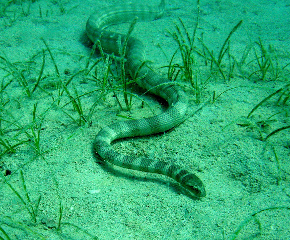 Arabian Gulf sea snake (Hydrophis lapemoides)